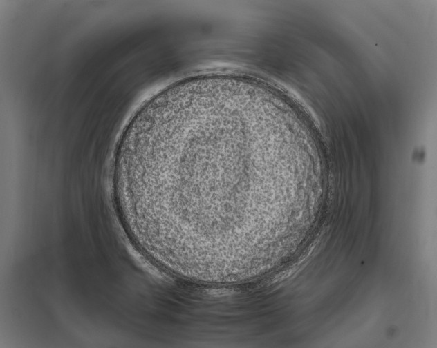 X0000097621421200803281026