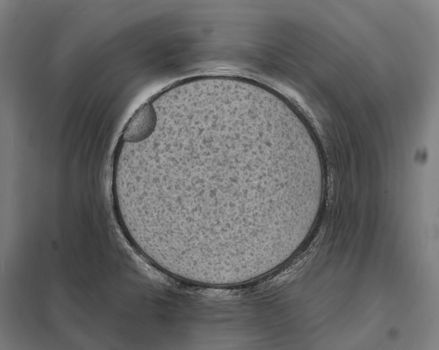 X0000097621424200803281026