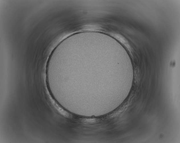 X0000097621431200803281026