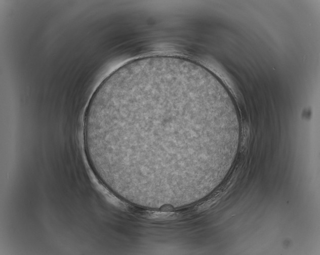 X0000097621439200803281026