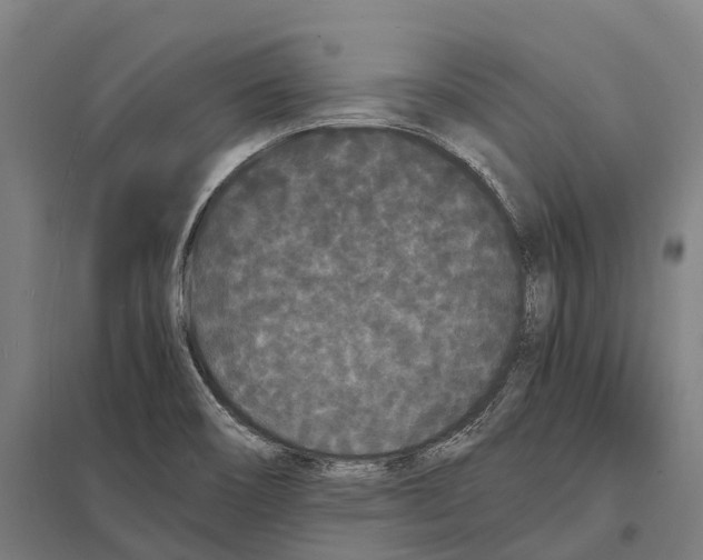 X0000097621466200803281025