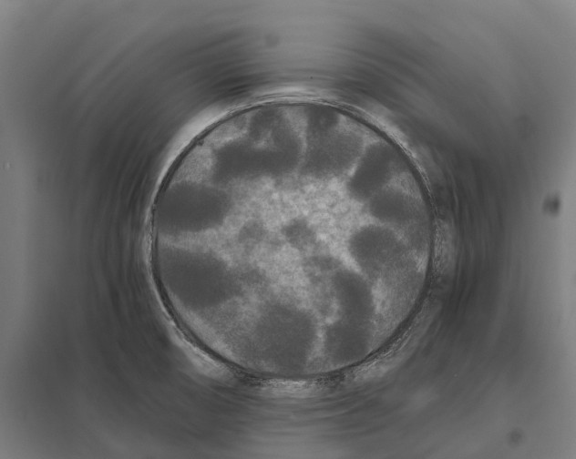 X0000097621474200803281025