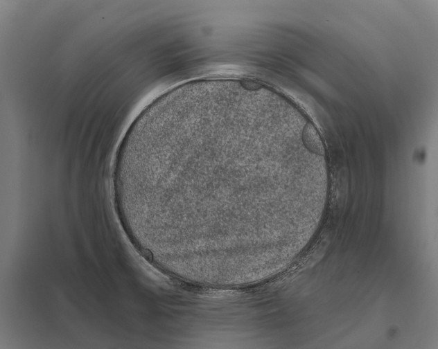 X0000097621475200803281025