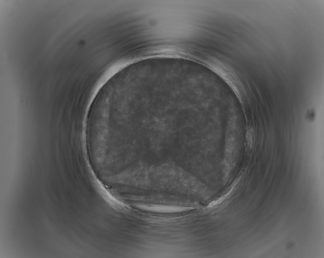 X0000097621482200803281025