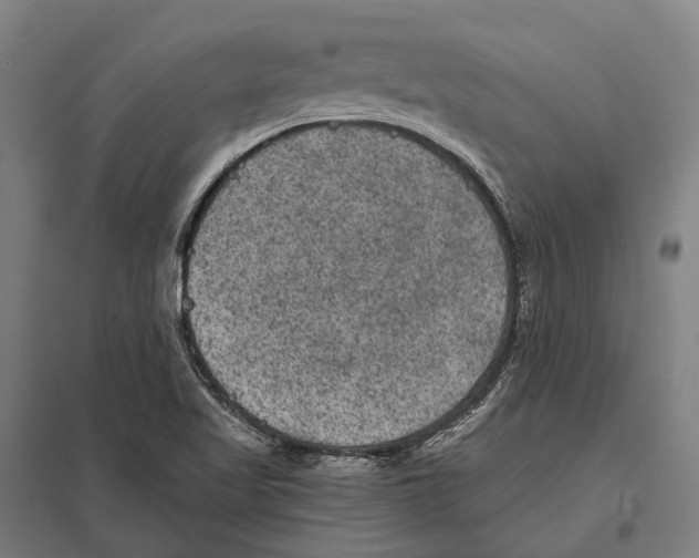 X0000097621509200803281024