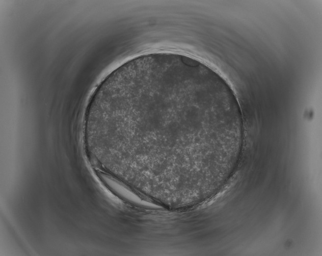 X0000097621525200803281025