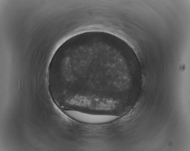 X0000097621527200803281025