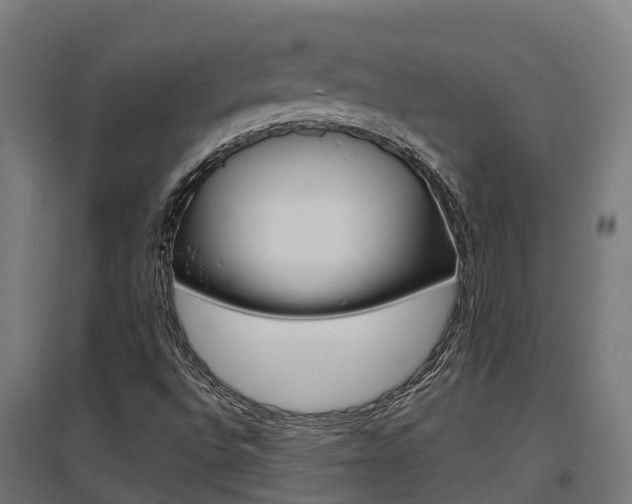 X0000097631496200802290831