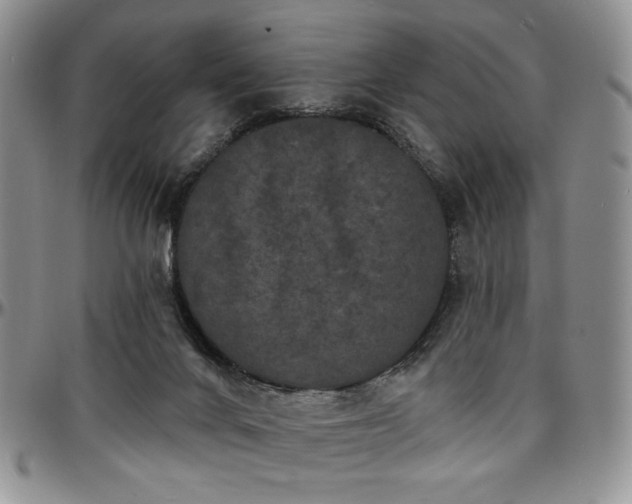 X0000097630024200802291351