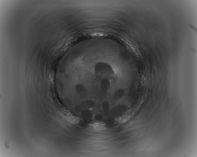 X0000097630561200802291343