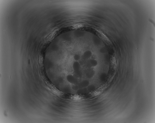 X0000097630565200802291343