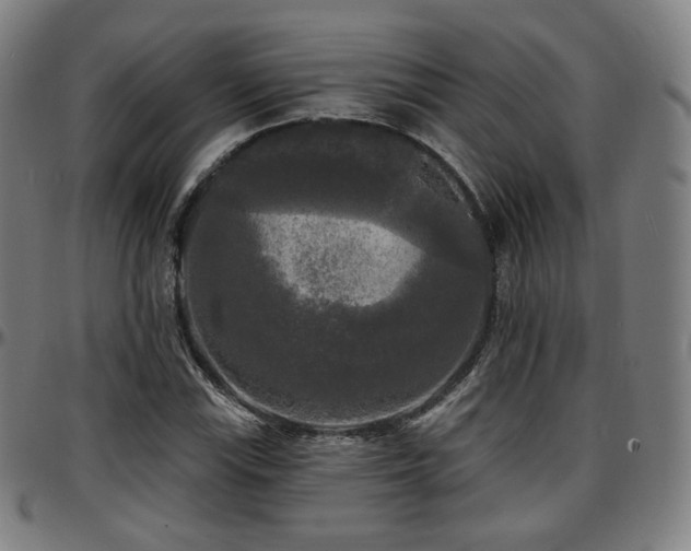 X0000097631115200802291333