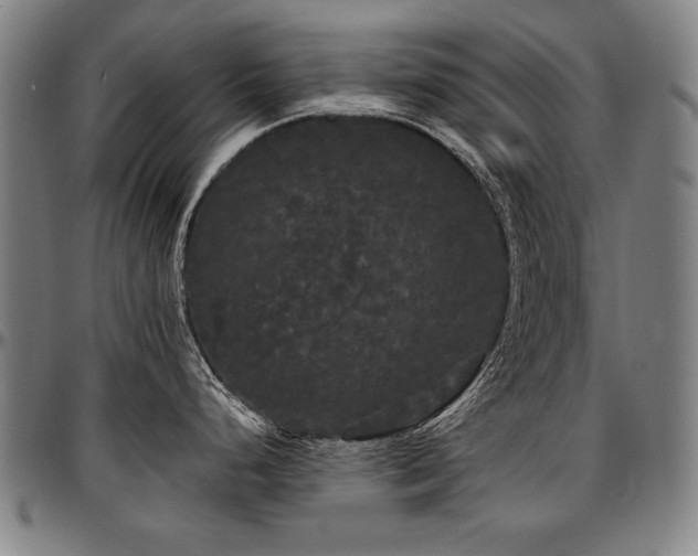 X0000097631248200802291333