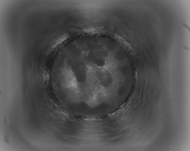 X0000097631302200802291330