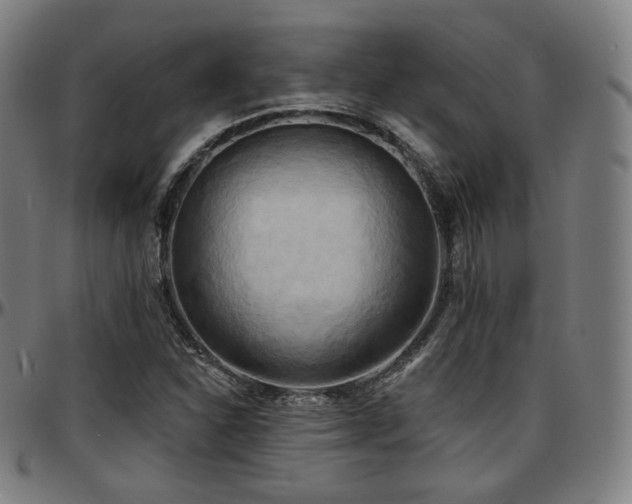X0000097631310200802291330