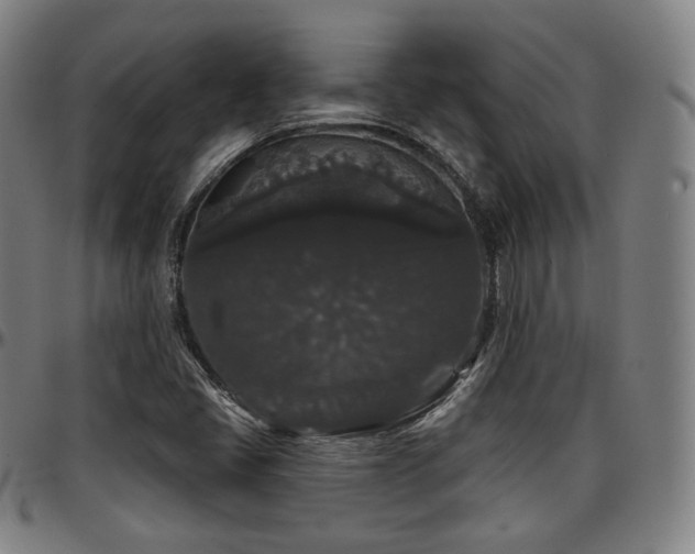 X0000097631405200802291329