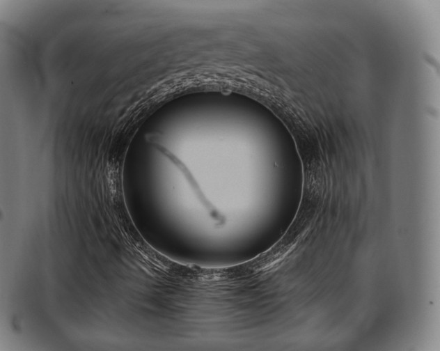 X0000097631490200802291327