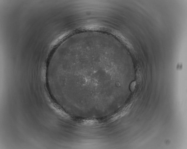 X0000097630446200803071534