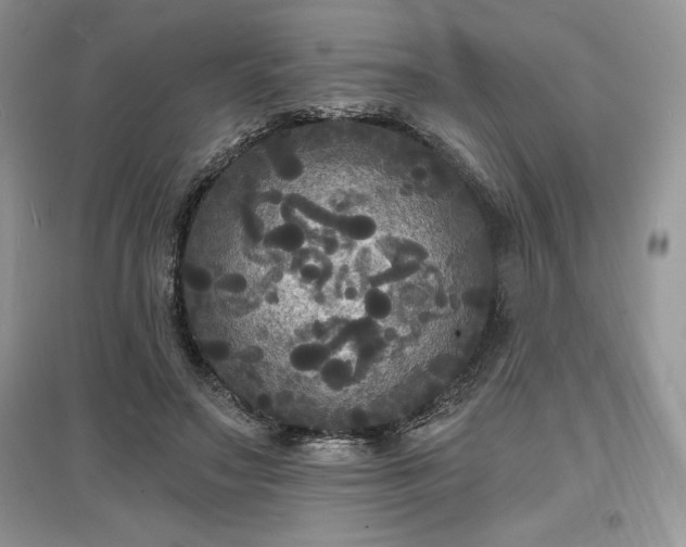 X0000097630499200803071534