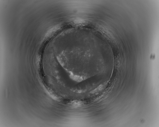 X0000097630742200803071530