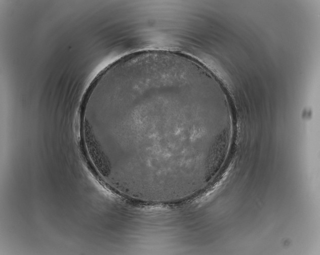 X0000097630838200803071529