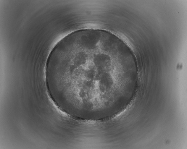 X0000097630839200803071529