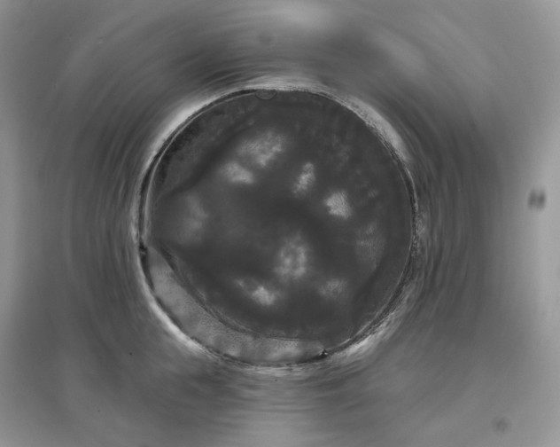 X0000097630855200803071529