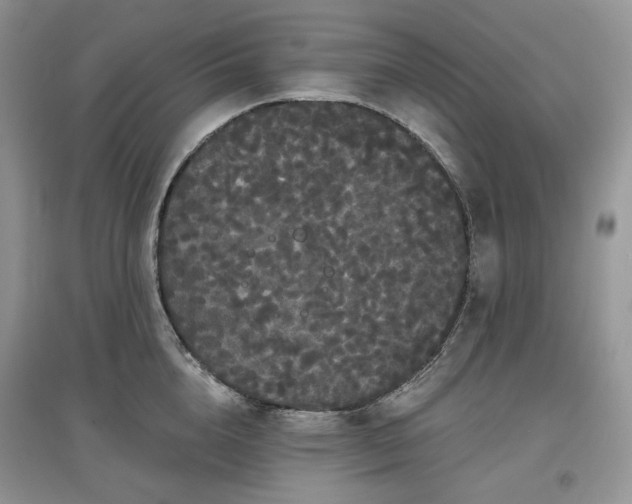 X0000097630856200803071529