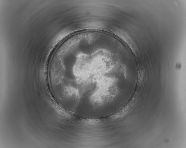 X0000097631074200803071526