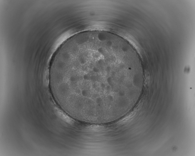 X0000097631075200803071526