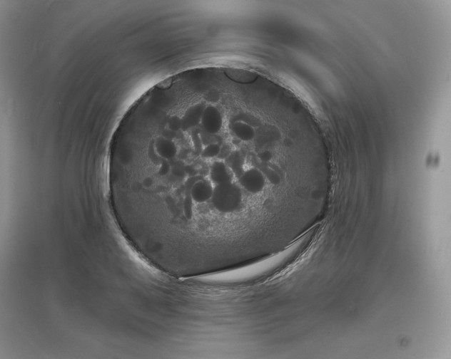 X0000097631079200803071526