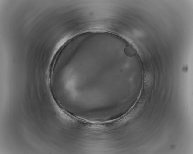 X0000097631466200803071521