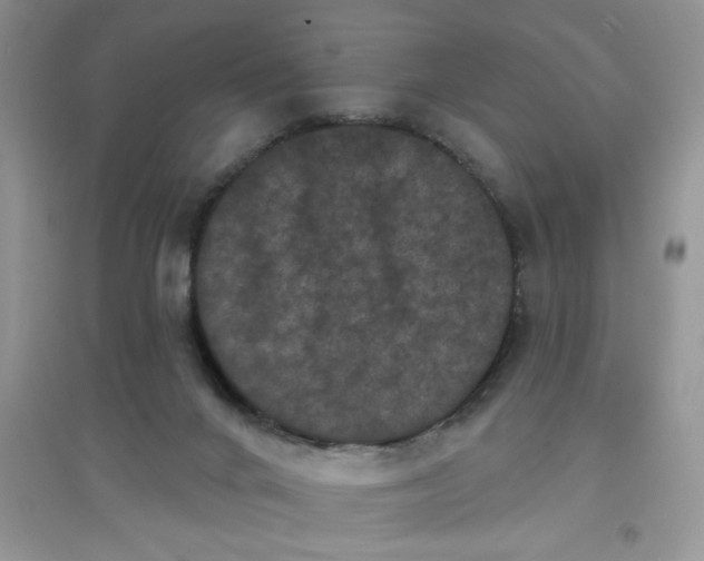 X0000097630024200803142034