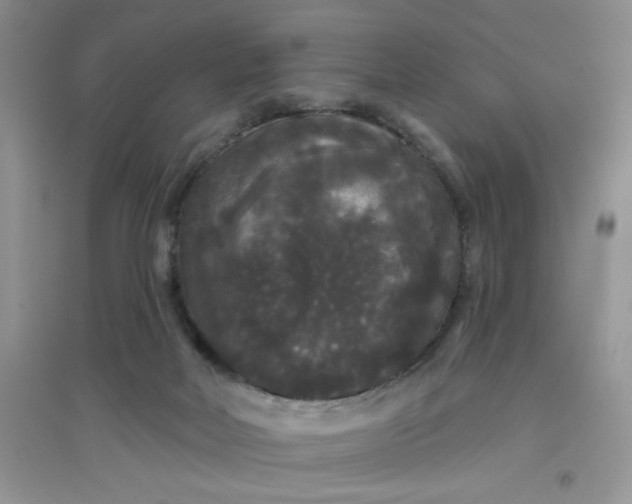 X0000097630026200803142034