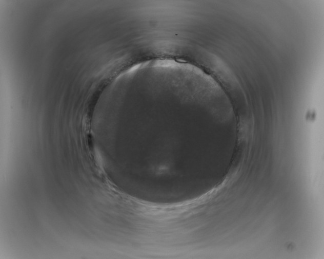 X0000097630029200803142034