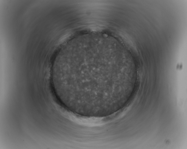 X0000097630032200803142034