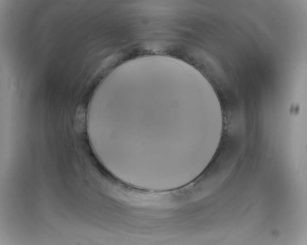 X0000097630036200803142034