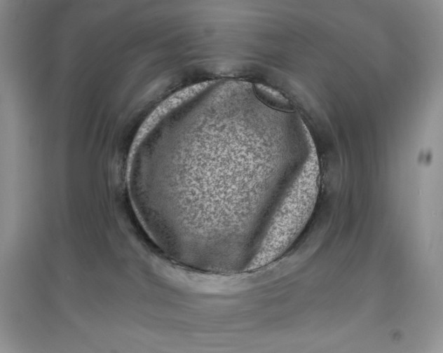 X0000097630044200803142034