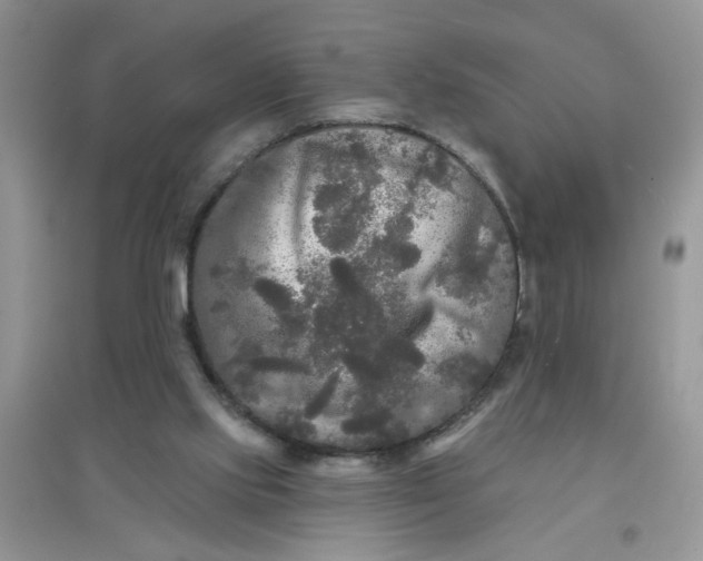 X0000097630061200803142033