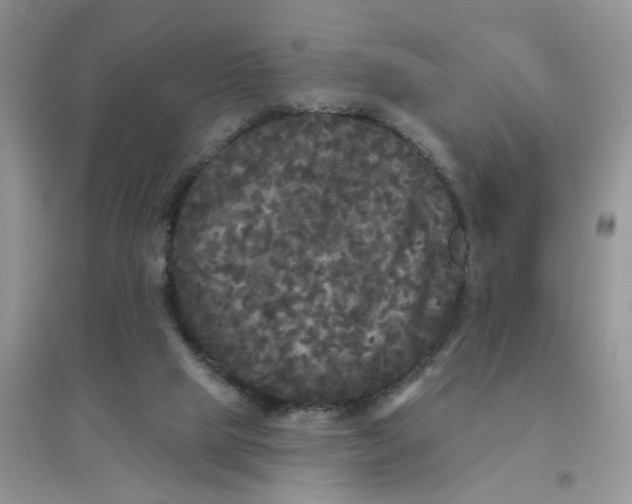 X0000097630065200803142033