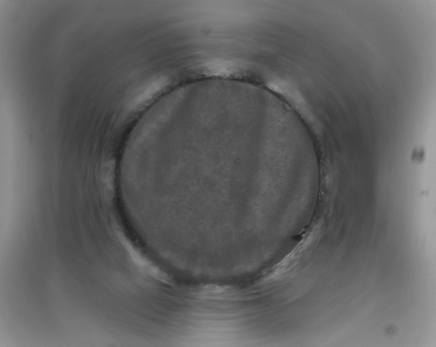 X0000097630066200803142033