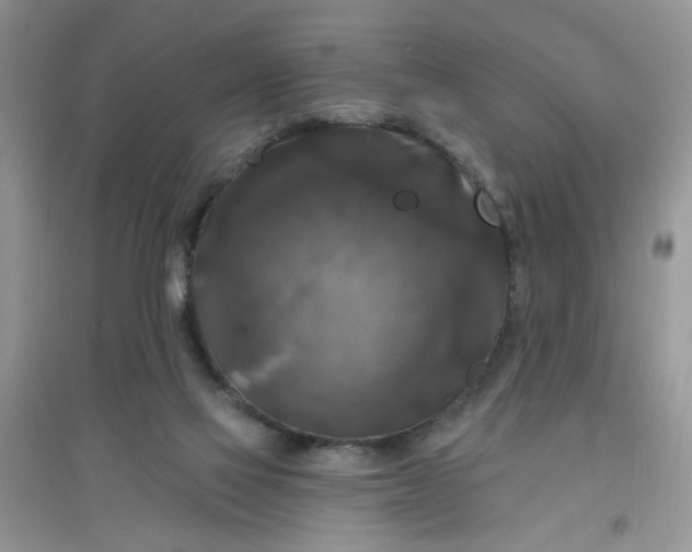 X0000097630069200803142033