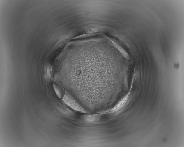 X0000097630094200803142034