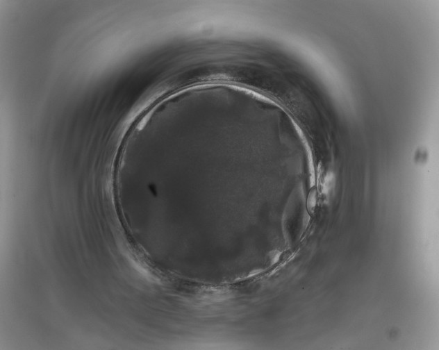 X0000097630099200803142033