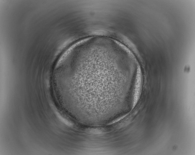 X0000097630106200803142033