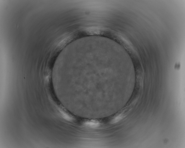 X0000097630125200803142033