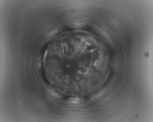 X0000097630131200803142032