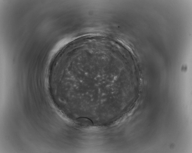 X0000097630149200803142032