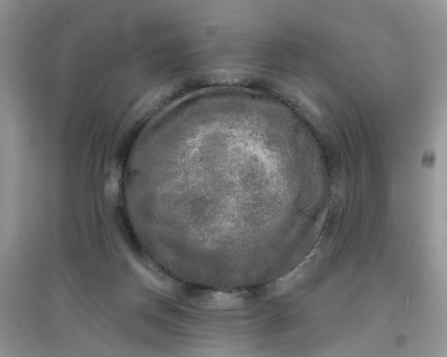 X0000097630166200803142032