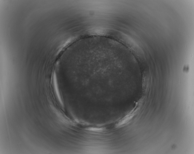 X0000097630168200803142032